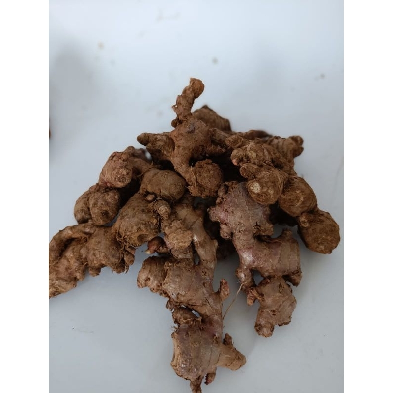 

JAHE MERAH 1KG JAHE MERAH SEGAR MASIH ADA SISA TANAH