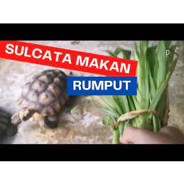 RUMPUT ODOT Segar Pakan SULCATA Makanan Torto - 250gr