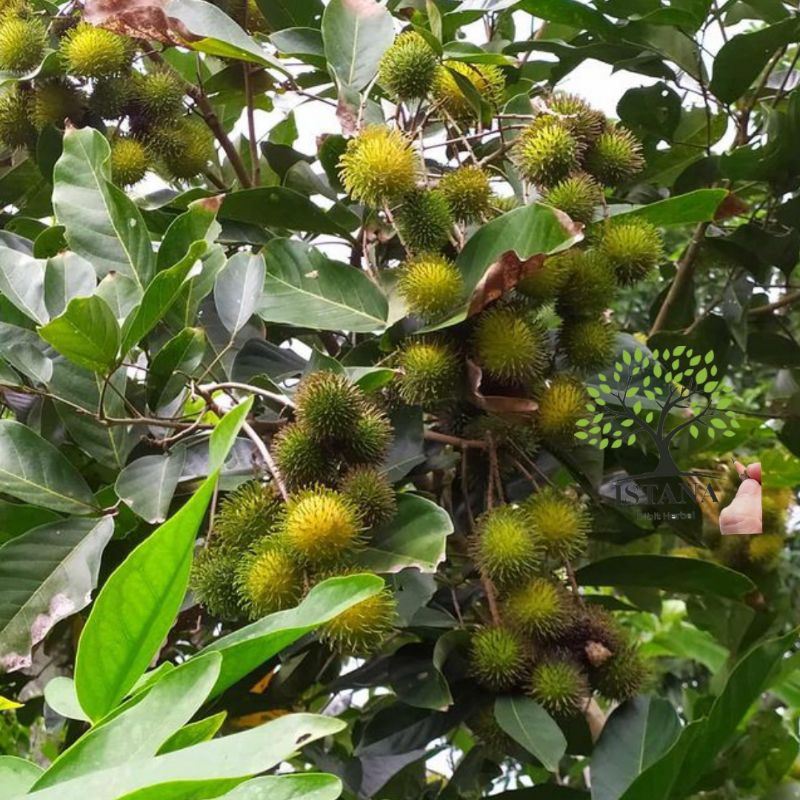 Bibit tanaman rambutan rapiah bibit pohon rambutan rapiah bibit rambutan
