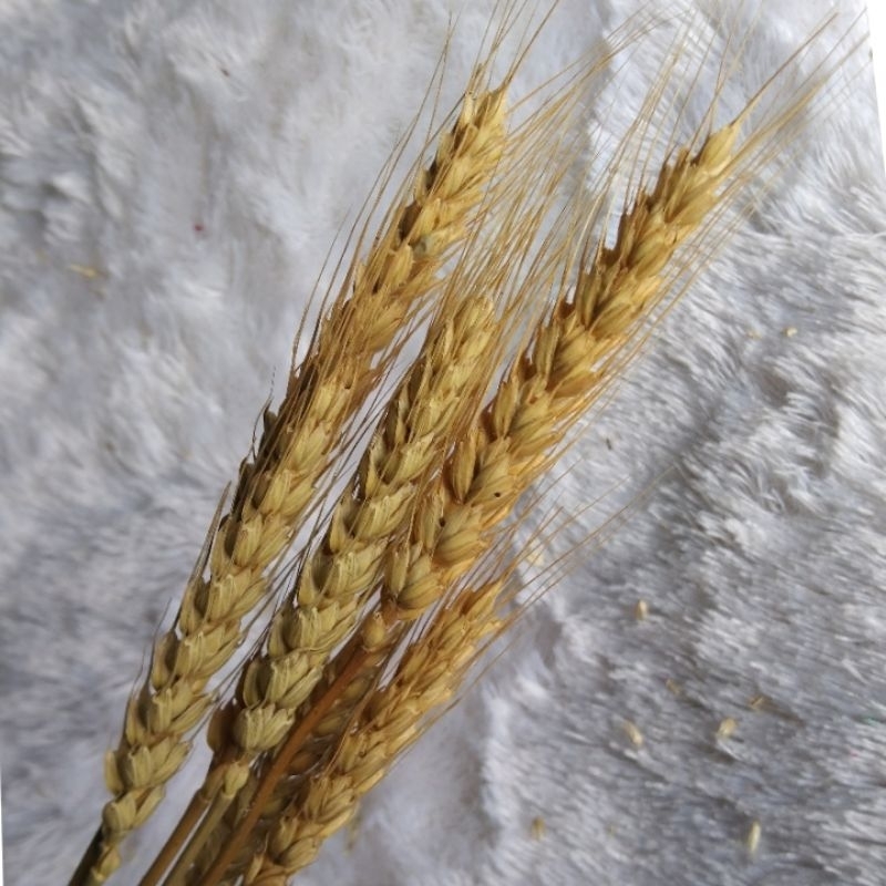 bunga gandum / bunga kering/ bunga hias murah