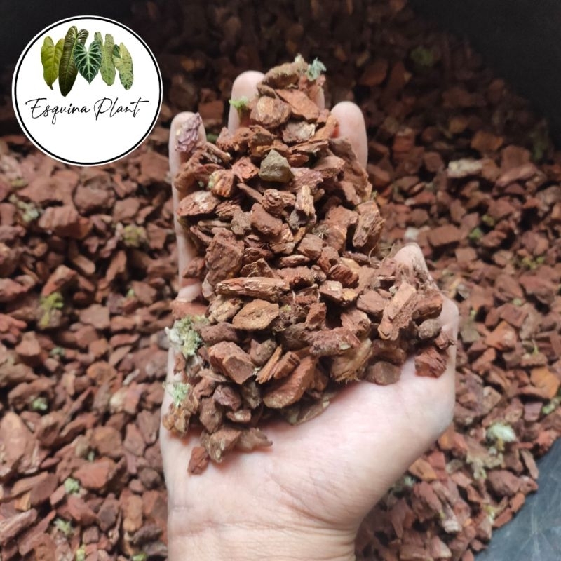 PREMIUM PINE BARK/KULIT PINUS MEDIA TANAM