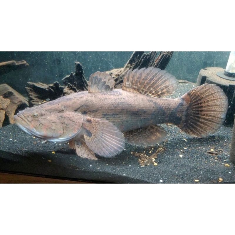 ikan betutu, ikan gabus malas, marbel goby
