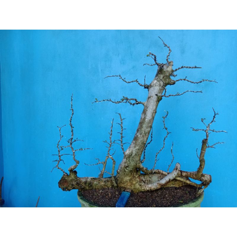 Bonsai Serut Raff | Bonsai Serut Prospek