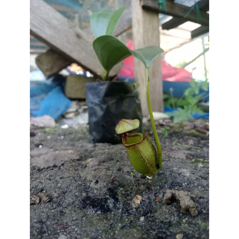 nepenthes bicalcarata size mini s