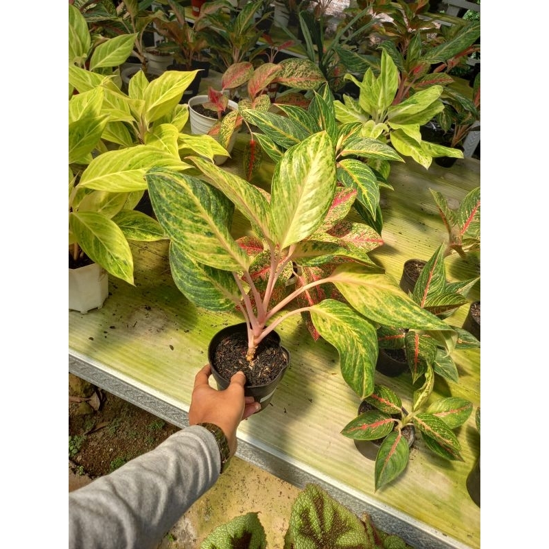 aglonema obama ekonomis sesuai foto