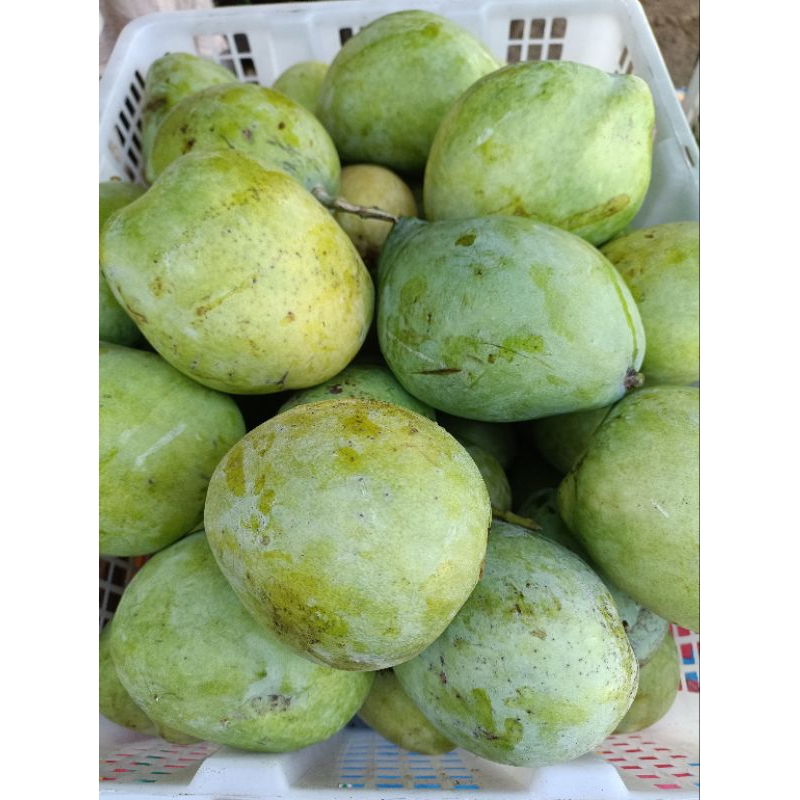 

Mangga Cengkir