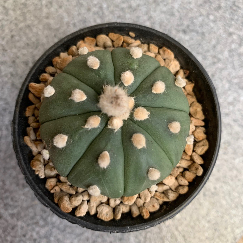 Kaktus Astrophytum