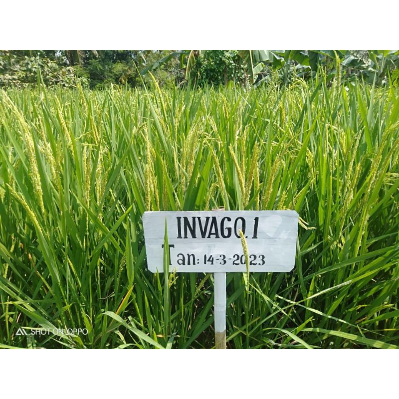 

Inpago 1