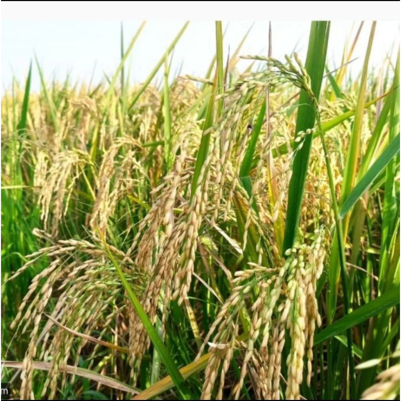 

inpari 49 jembar premium