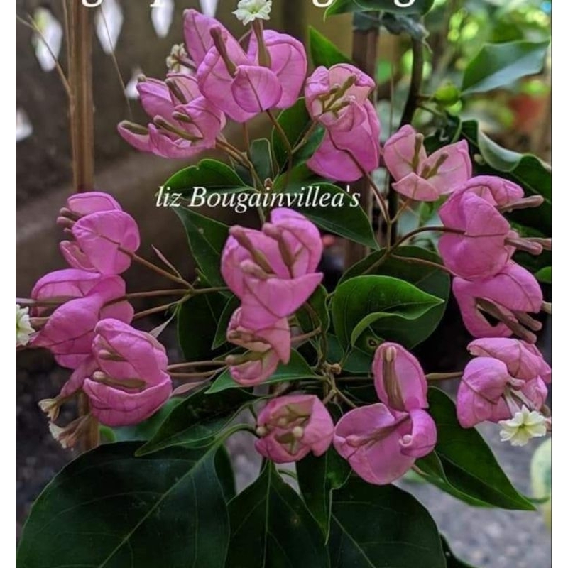 Bugenvil id anggur pink