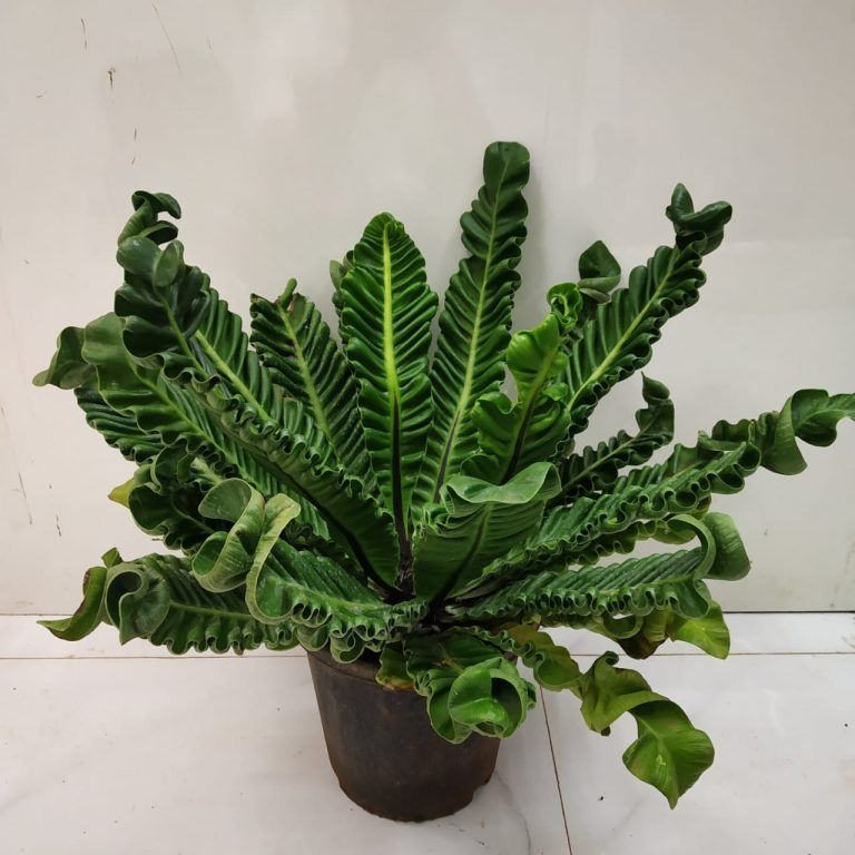 Bisa cod -lasagna jumbo - asplenium cobra  - kadaka lasagna  - kadaka kobra jumbo  -kadaka keriting