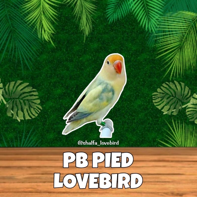 LOVEBIRD PB PIED JANTAN/BETINA PAUD DAN DEWASA