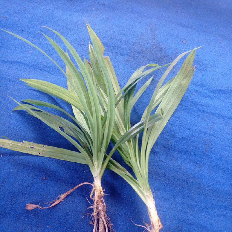 

daun pandan wangi