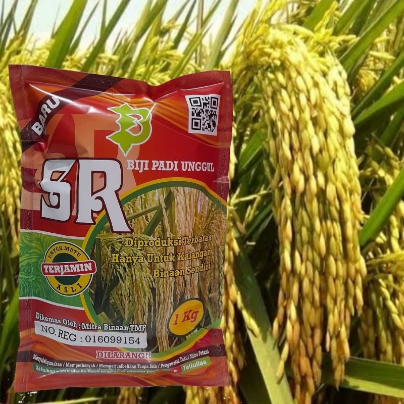 Padi Unggul SR Super Genjah Terbaru / Biji Padi Unggul SR