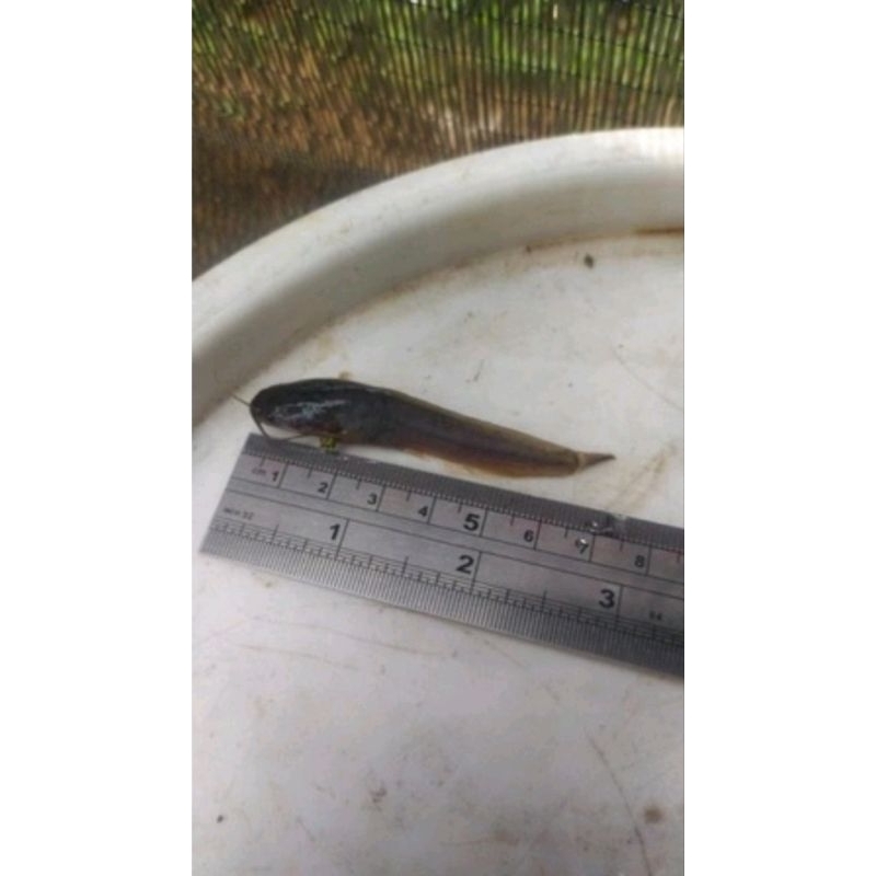 Bibit lele sangkuriang 6-7cm