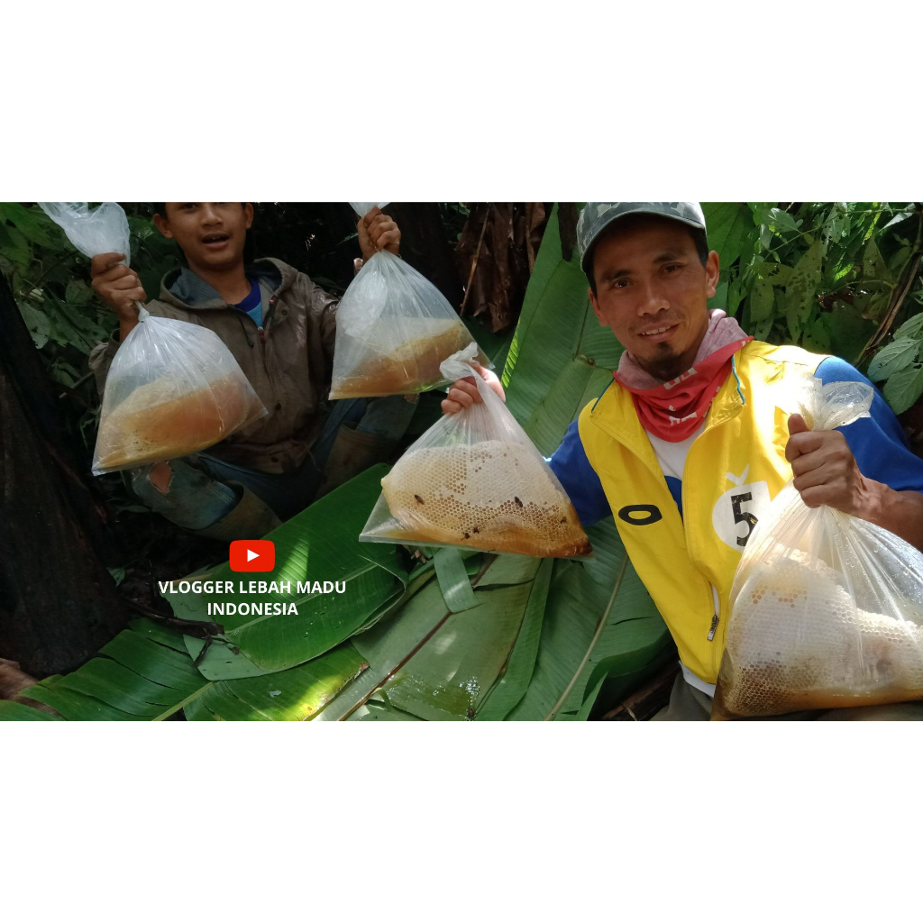 

XMASTER MADU ASLI HUTAN LIAR MURNI 100% TANPA CAMPURAN APAPUN FROM THE FORESTS OF WEST JAVA (1KG)