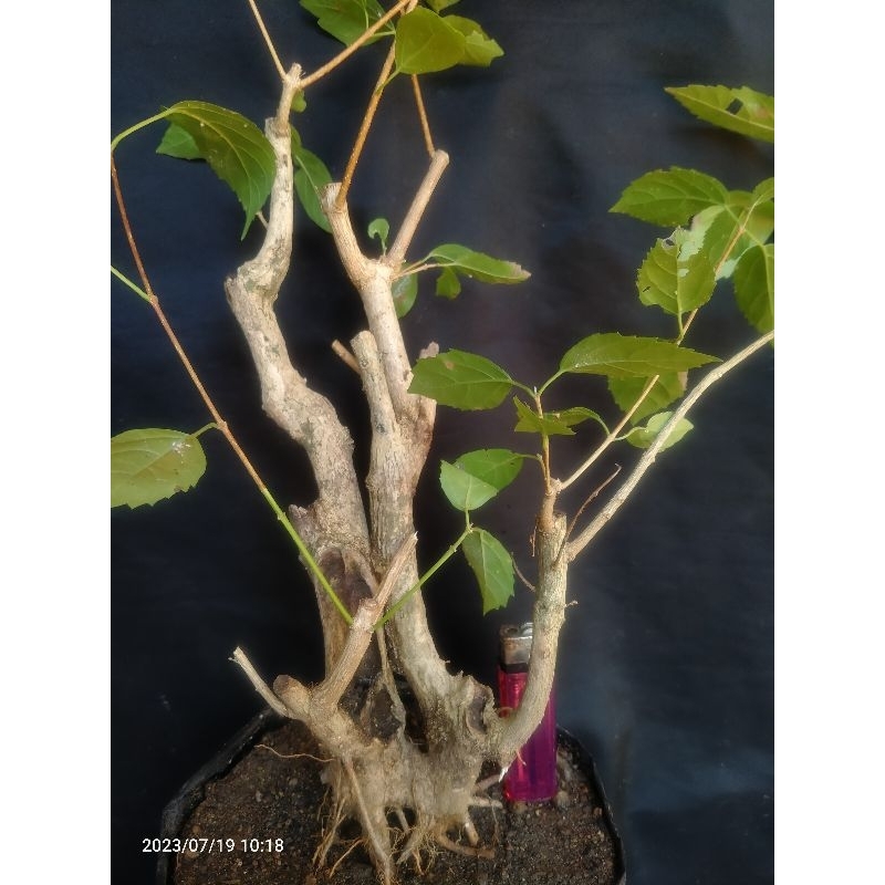 Bahan bonsai Wahong gunung dongkelan istimewa