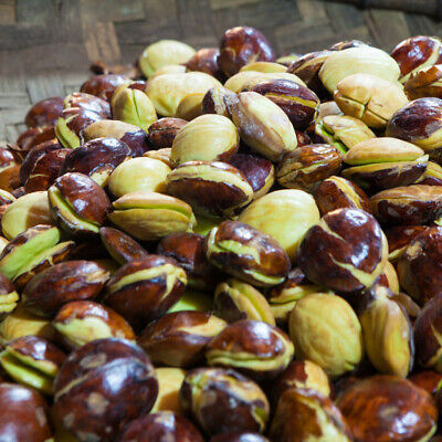 

GR jengkol tua mentah kemasan 1kg