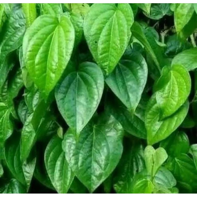 

DAUN SIRIH SEGAR 15 LEMBAR UNTUK WANITA SEJUTA MANFAAT