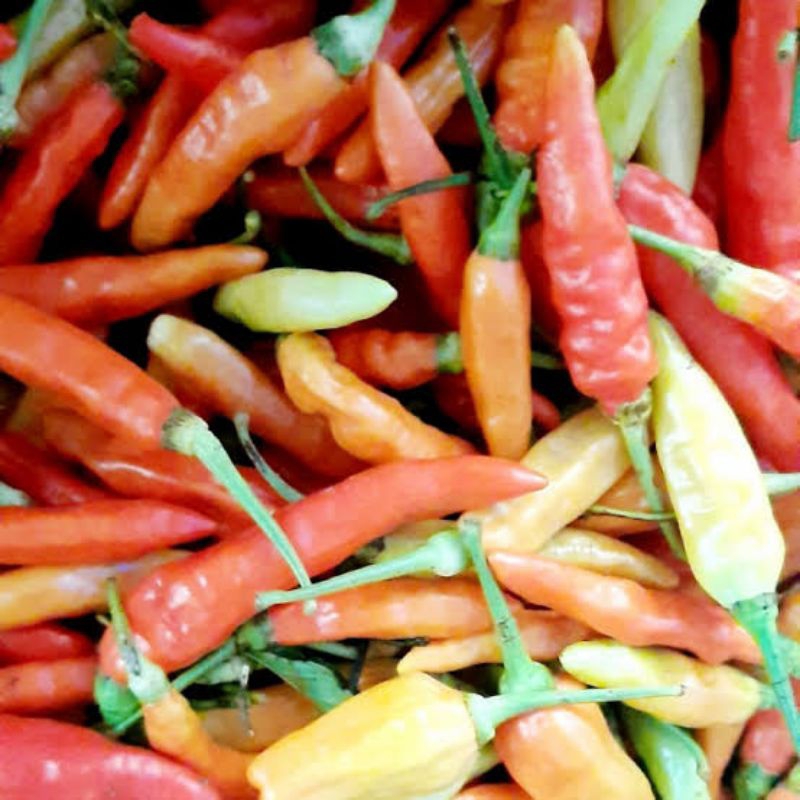 

Cabai setan / cabe caplak