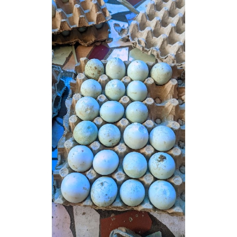 

telur pecahan