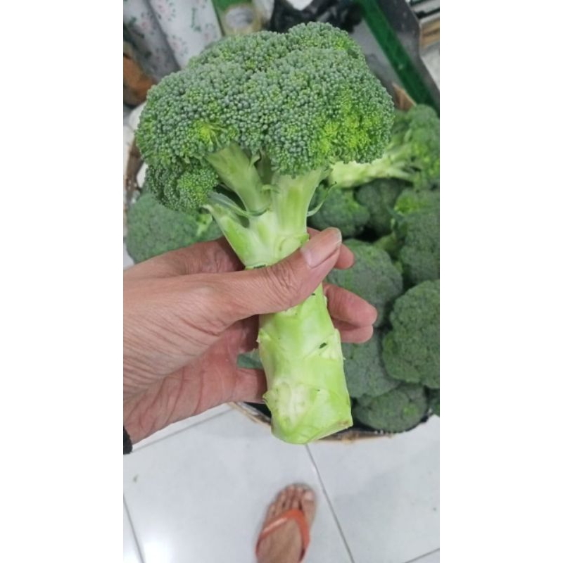 

sayur brokoli fresh