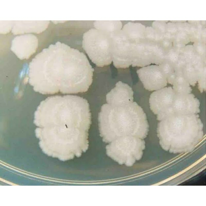 Isolat Bacillus megaterium Murni