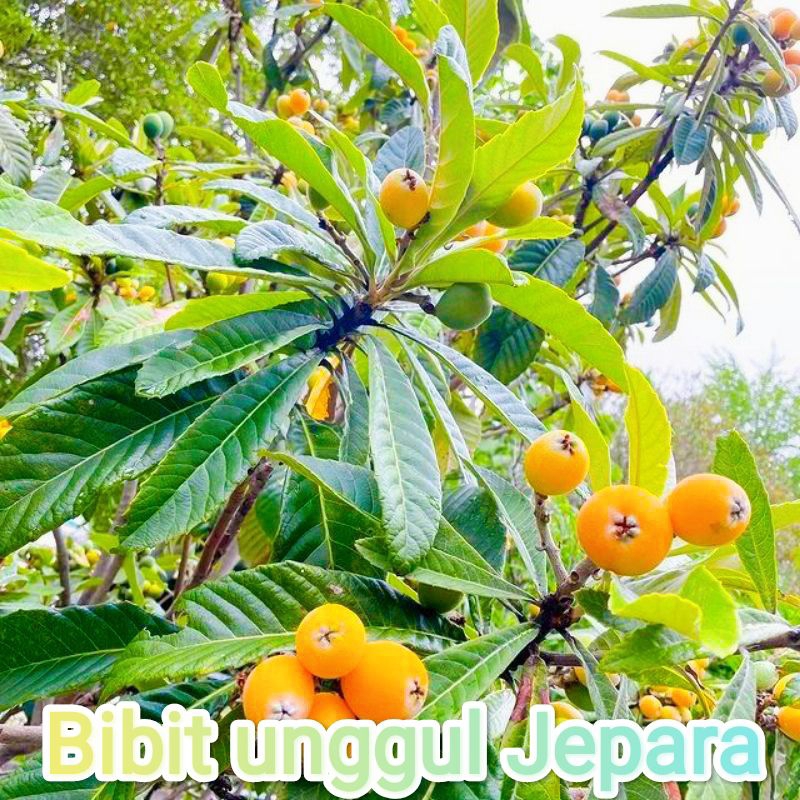 BIBIT LECI BIWA SUDAH BERBUAH