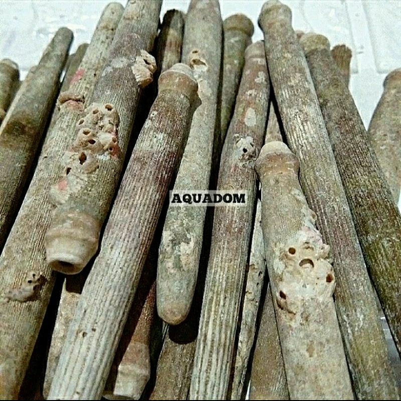 DURI LANDAK LAUT MEM-BATU KOLEKSI/KESEHATAN/MANFAAT LAINNYA
