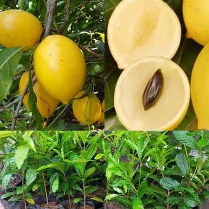 Bibit Sawo Abiu jumbo Abiyu