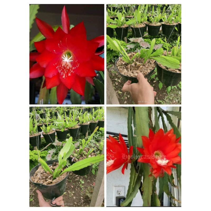 tanaman hias Wijaya Kusuma bunga merah- Wijaya Kusuma merah bunga besar Cipanas