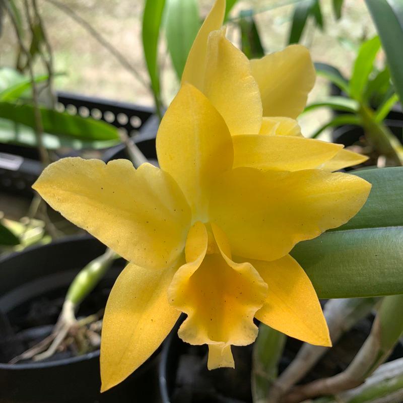 Anggrek Cattleya Kuning Beraroma Wangi
