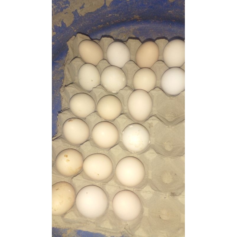 

telur fertil ayam elba
