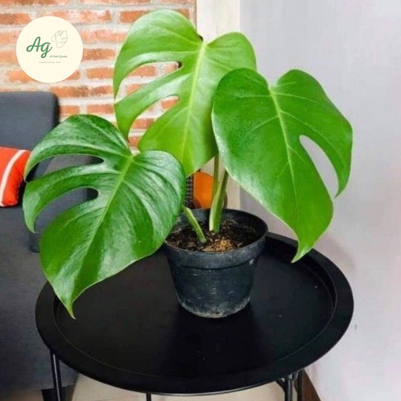 monstera borsigiana