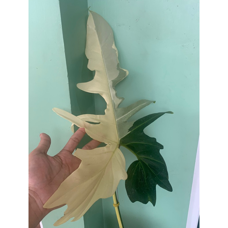 philodendron golden dragon varigata
