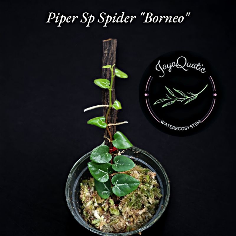 PIPER SP SPIDER "BORNEO" - TANAMAN HIAS RAMBAT PALUDARIUM TERRARIUM JUNGLEPLANT INDOORPLANT CLIMBING
