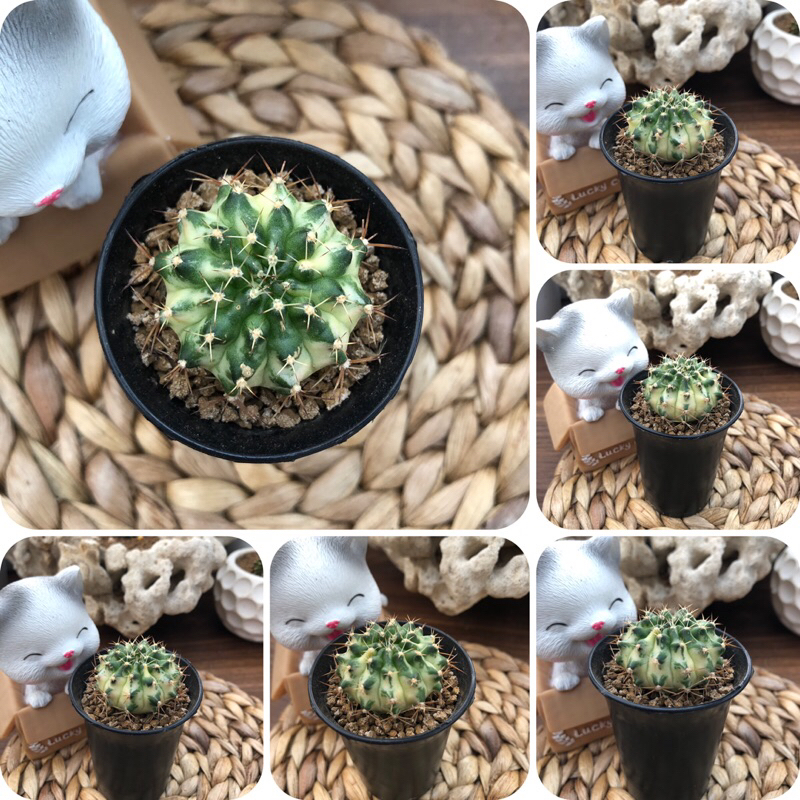 Kaktus Gymno Marble