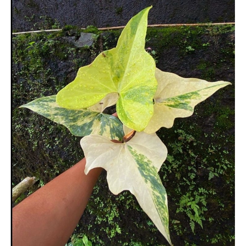 Tanaman Hias Anthurium Pteroducthyl Varigata / Monstera Varigata/ Syngonium murah/ Tanaman hias mini