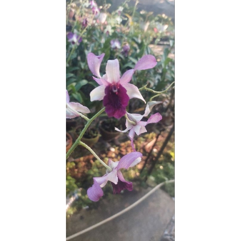 anggrek dendro inaraya blue