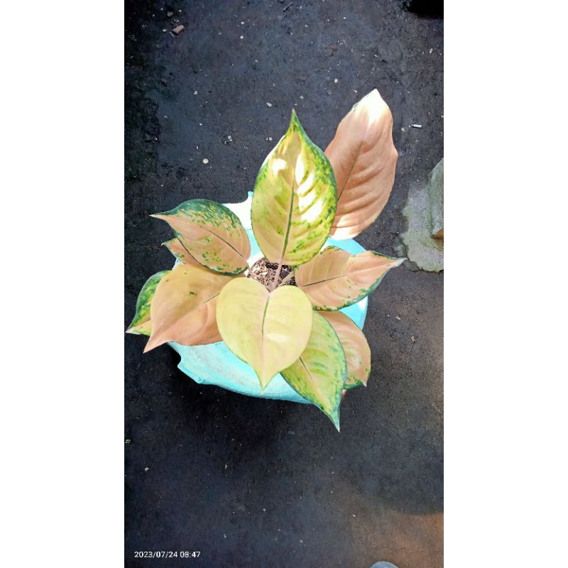 aglonema sultan Brunei