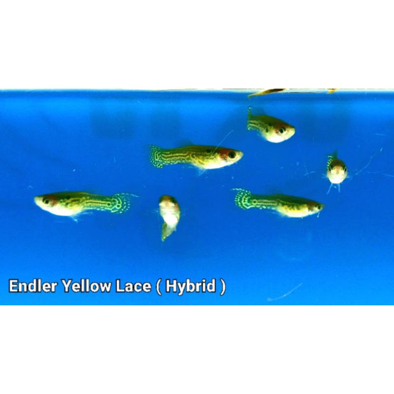 Sticker Endler Yellow lace Hybrid
