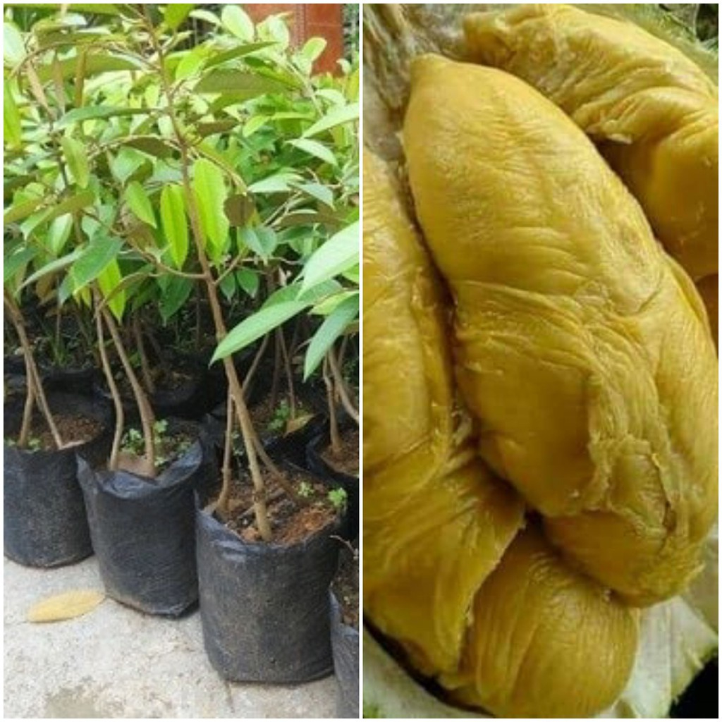 Bibit durian montong kaki 3 siap berbuah