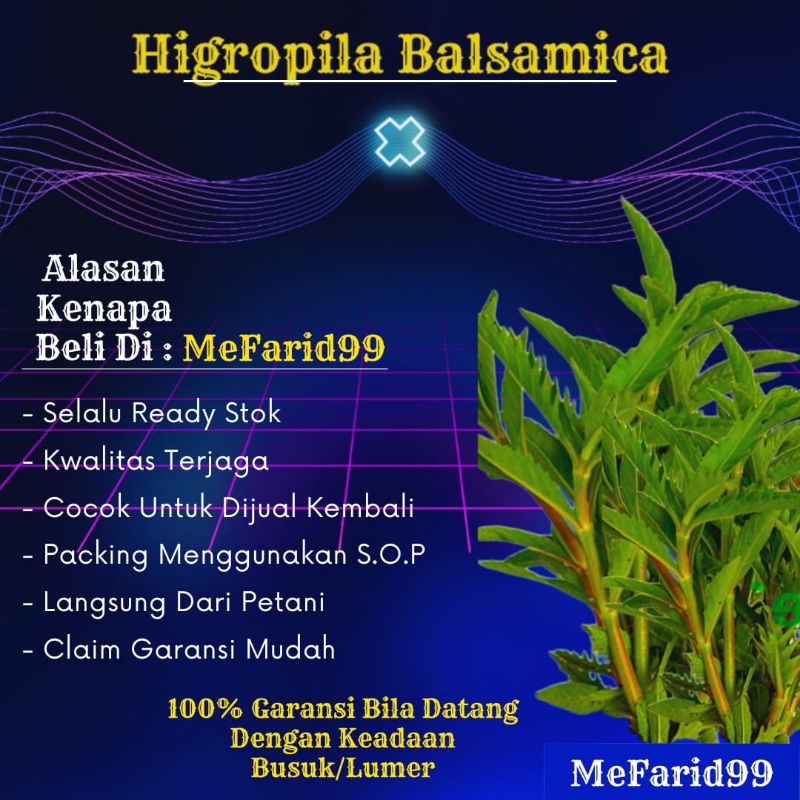 Higropila Balsamica Tanaman Aquascape Tanpa Co2 (Tanaman Aquascape)