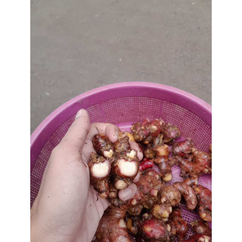 

Jahe Merah Super Segar 1KG Dicuci Bersih Pilihan Dari Jawa PROMO TERMURAH Herbal Organik Red Ginger 1KG