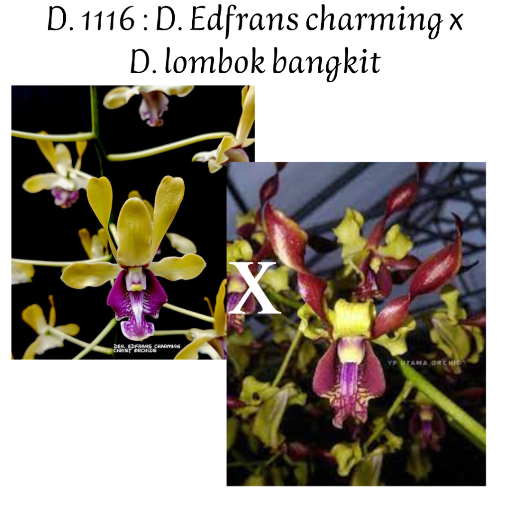 Anggrek dendrobium edfrans charming x lombok bangkit keriting remaja masuk pra dewasa (D1116)