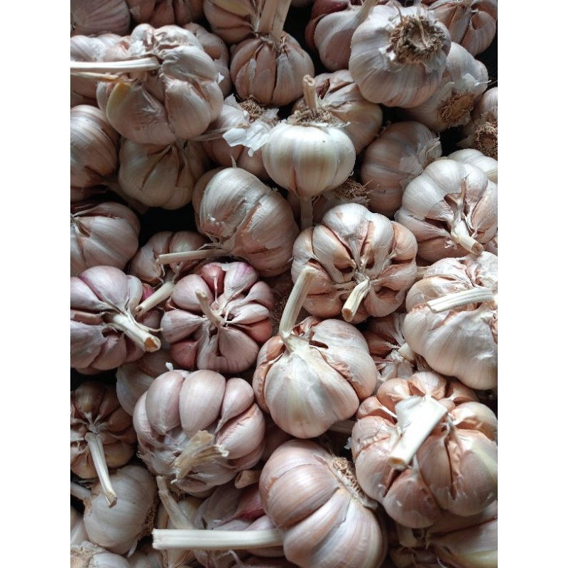 

Bawang putih 1/2kg