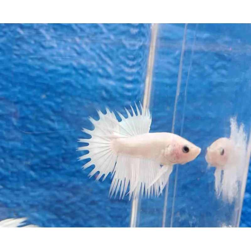 CT White Platinum 1 Pair