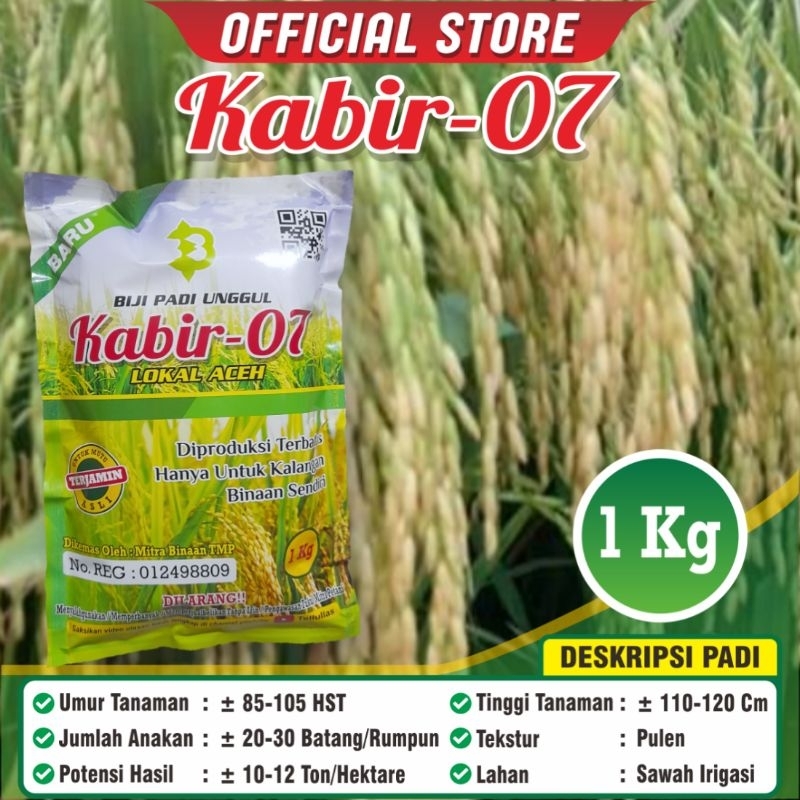 Padi Unggul Kabir 07 Lokal Aceh / Biji Padi Unggul Kabir 07 / Kabir 07 / Kemasan 1 Kilogram