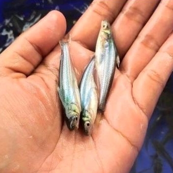 Bibit ikan patin hitam ukuran 7-8 cm murah berkualitas