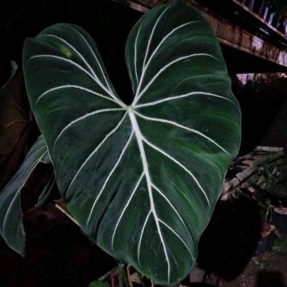 Philodendron gloriosum philo gloriosum